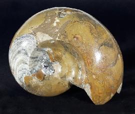 Ammoniten - Sonstige Marokko - Manticoceras cf. intumescens (BEYRICH 1887)